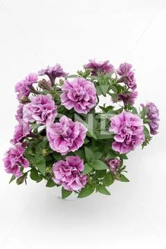 Petunia. Petunia flower. Floral pattern Stock Photos