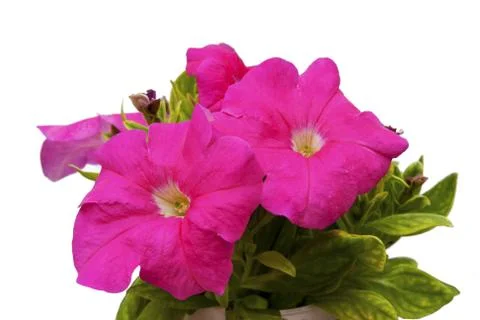 Petunia Stock Photos