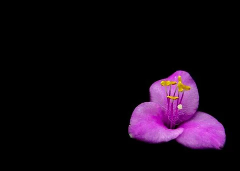 Petunia Stock Photos
