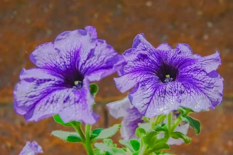 Petunia Stock Photos