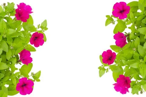 Petunia Stock Photos