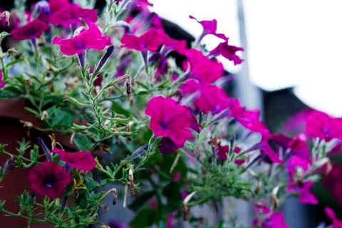 Petunia Stock Photos