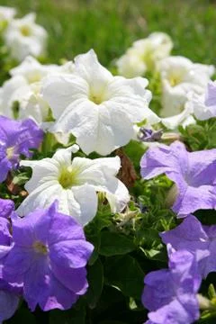 Petunia Stock Photos