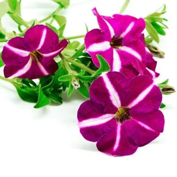 Petunia Stock Photos