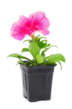 Petunia Foto stock