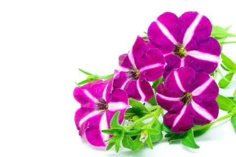 Petunia Stock Photos