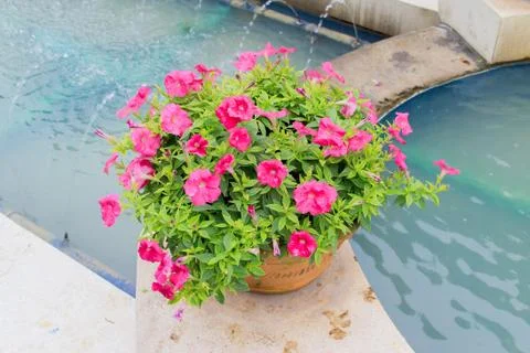 Petunia Foto stock