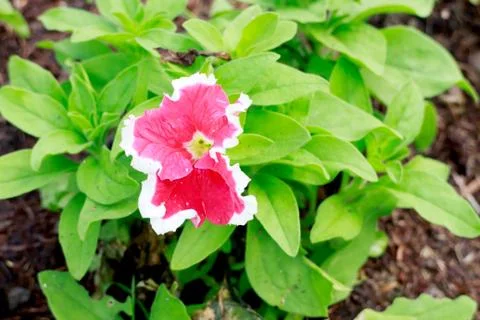 Petunia Stock Photos