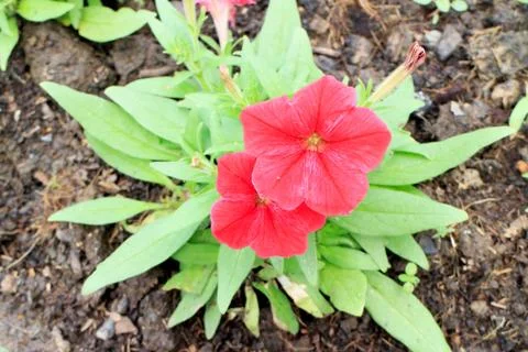 Petunia Stock Photos