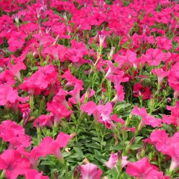 Petunia Stock Photos