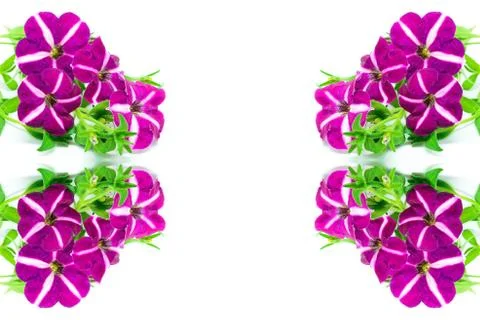 Petunia Stock Photos