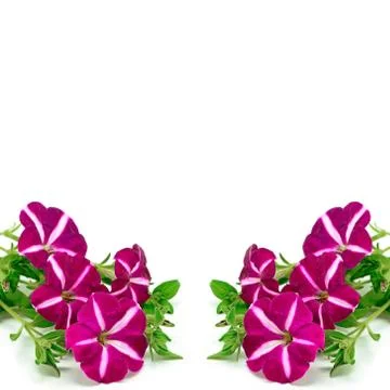 Petunia Stock Photos
