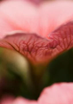 Petunia 写真素材
