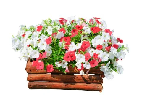 Petunia Stock-Fotos