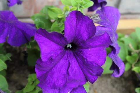 Petunia Stock Photos