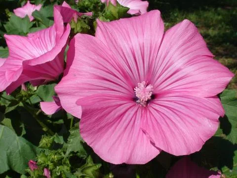 Petunia Stock Photos