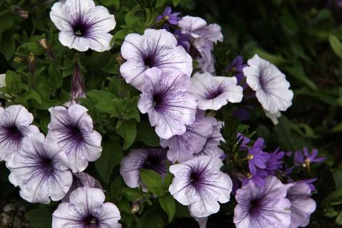 Petunia Stock Photos