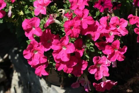 Petunia Stock Photos