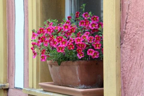 Petunia Stock Photos