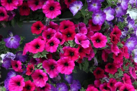 Petunia Stock Photos