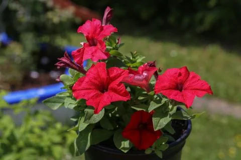 Petunia Stock Photos