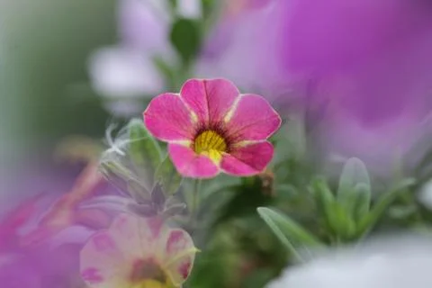 Petunia 写真素材