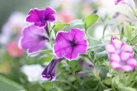 Petunia 写真素材