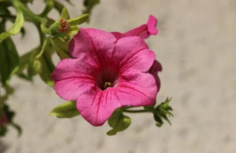 Petunia Stock Photos