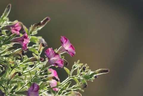 Petunia 스톡 사진