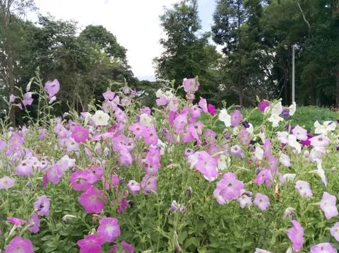 Petunia Stock Photos