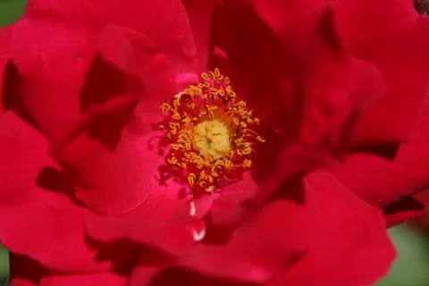 Petunia Stock Photos