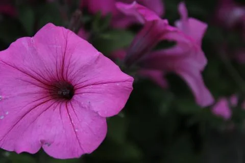 Petunia Stock Photos