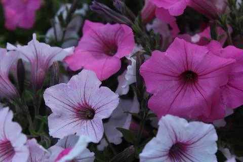 Petunia Stock Photos