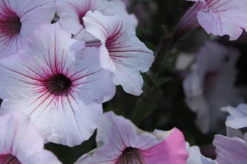 Petunia Stock Photos