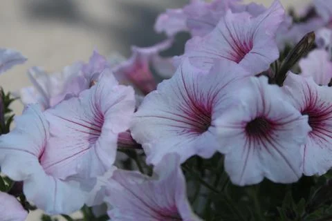 Petunia Stock Photos