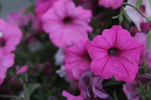 Petunia Stock Photos