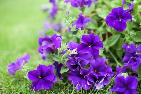 Petunia Stock Photos