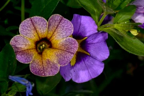 Petunia Stock Photos