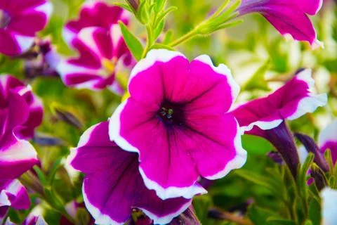 Petunia Stock Photos