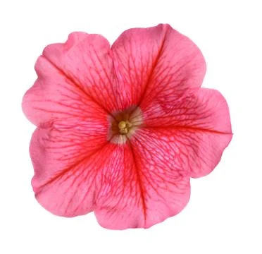 Petunia Stock Photos
