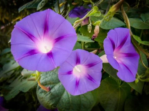 Petunia Stock Photos