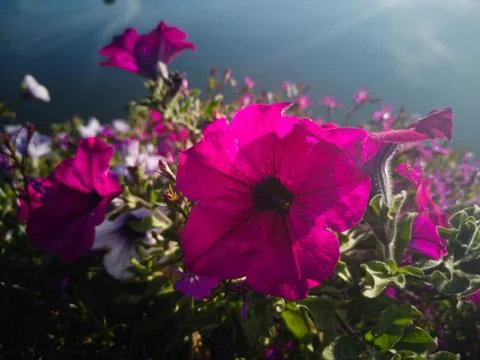 Petunia Stock Photos