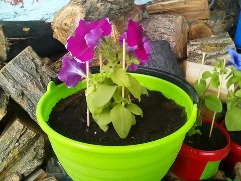 Petunia Stock Photos