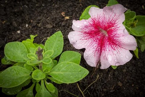 Petunia Stock Photos