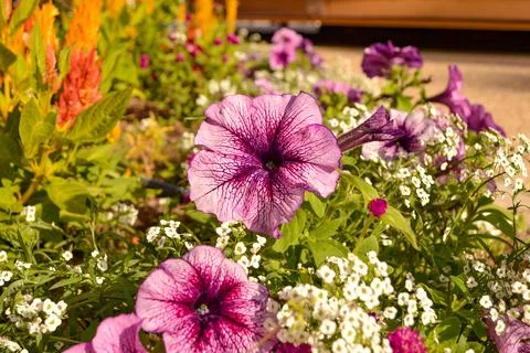 Petunia Stock Photos