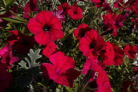 Petunia Stock Photos