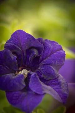 Petunia Stock Photos