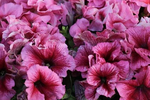 Petunia Stock-Fotos