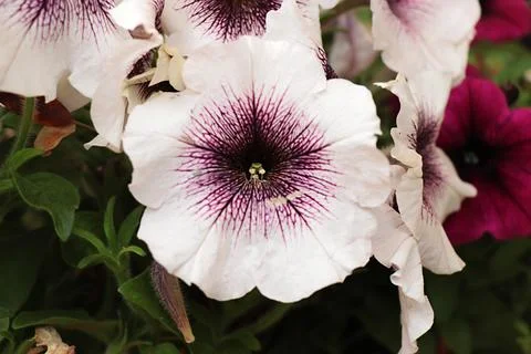 Petunia Stock Photos