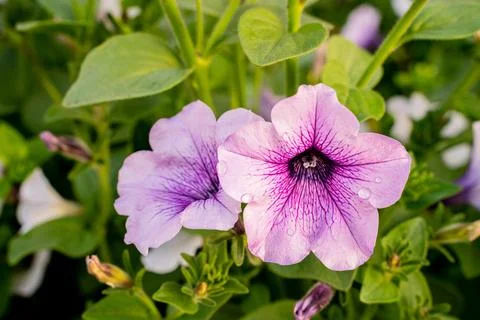 Petunia Stock Photos